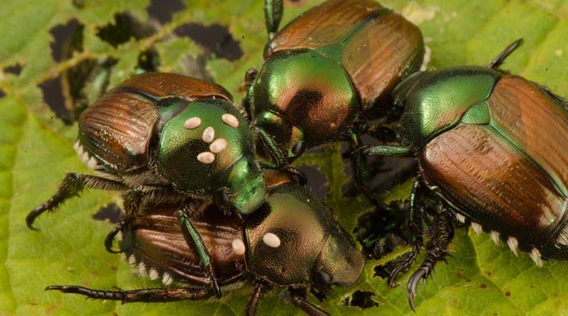 CABI to investigate using parasitic fly as a classical biological control agent against Japanese beetle