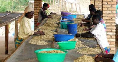 CABI investigates how finance can help boost Africa’s coffee value chain