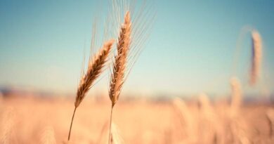 Winter wheat harvesting well underway