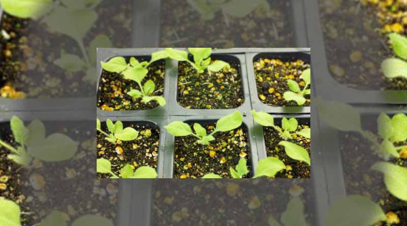 Native tobacco plants reborn as ‘biofactories’ for medicines