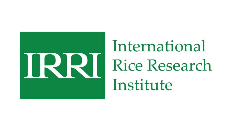 IRRI holds training on revolutionary water-saving technology for sustainable rice production