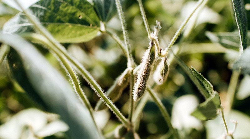 7 important tips for Soybean farmers before sowing
