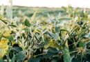 How to avoid stagnation in soybean production