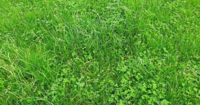 Overseeding with white clover increases the value of pastures