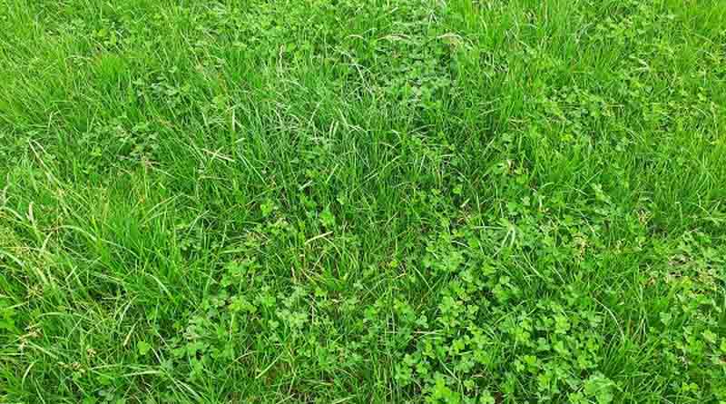 Overseeding with white clover increases the value of pastures
