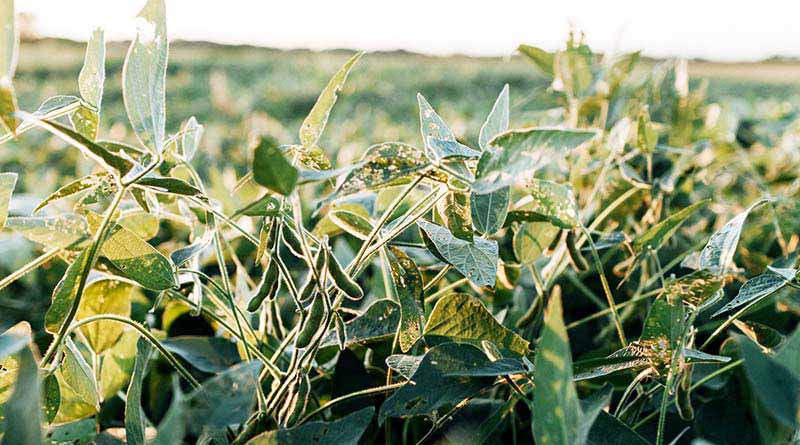 How to avoid stagnation in soybean production