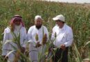 ICRISAT-FAO Partnership to Boost Saudi Arabia's Cereal Production