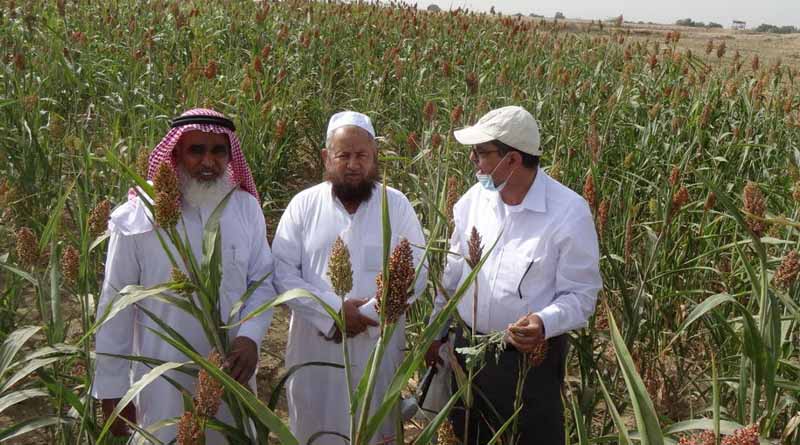 ICRISAT-FAO Partnership to Boost Saudi Arabia's Cereal Production