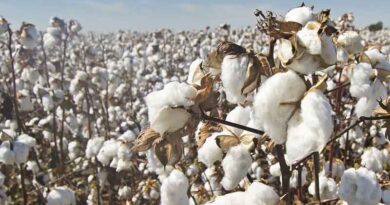 How to control Pink bollworm in cotton (91-120 days)?