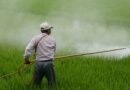 Farmers in India can use glyphosate till further orders from the court