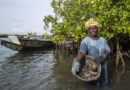 Global effort to safeguard mangroves steps up