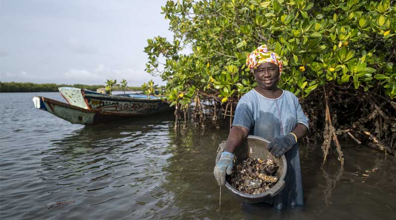 Global effort to safeguard mangroves steps up