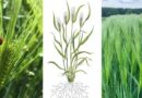 Hybrid barley can do more with less driven by superior nitrogen use efficiency