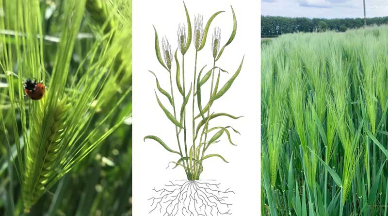 Hybrid barley can do more with less driven by superior nitrogen use efficiency