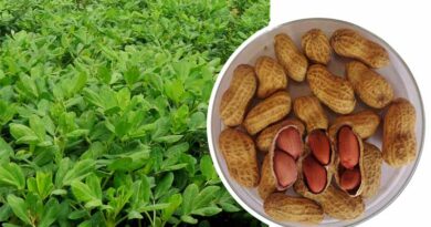 New Superior Groundnut Variety Developed by ICRISAT & BARI Released in Bangladesh