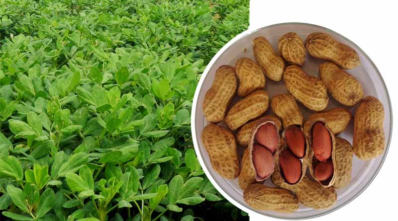 New Superior Groundnut Variety Developed by ICRISAT & BARI Released in Bangladesh
