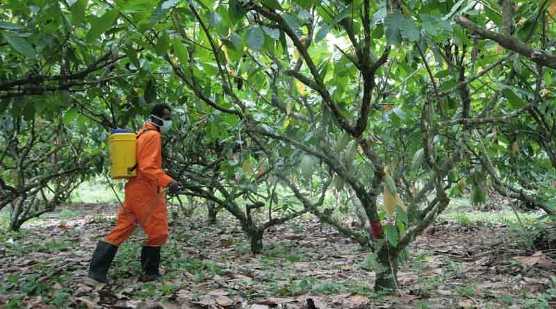 CABI scientist co-authors latest edition of Pesticide Use in Cocoa manual