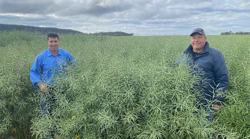 Pacific Seeds release two canola hybrids bringing new benchmarks to the Australian market