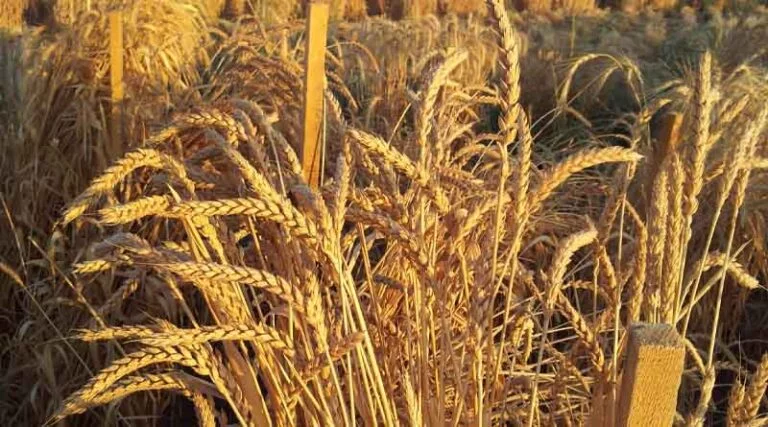 French 2023 soft wheat crop pegged at 34.8mn t: Agritel