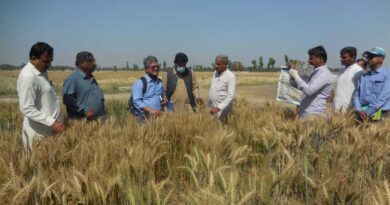 Pakistan moving forward from wheat importer to self-sufficiency