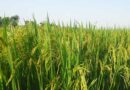 New Herbicide Tolerant Paddy Variety Pusa Basmati 1985