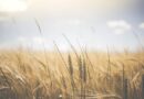 Australia to export less wheat, more barley: USDA FAS