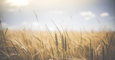 Australia to export less wheat, more barley: USDA FAS