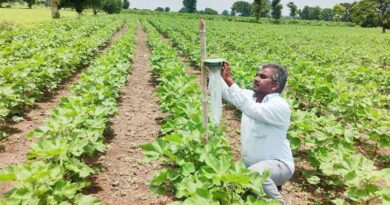 PAU issues fresh advisory for control of Pink Bollworm in Cotton