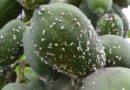 Fight against papaya mealybug in Kenya stepped up with agent release in four more counties