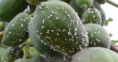 Fight against papaya mealybug in Kenya stepped up with agent release in four more counties