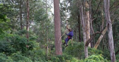 Study highlights urgent need to protect world’s forests from non-native pests in the face of climate change