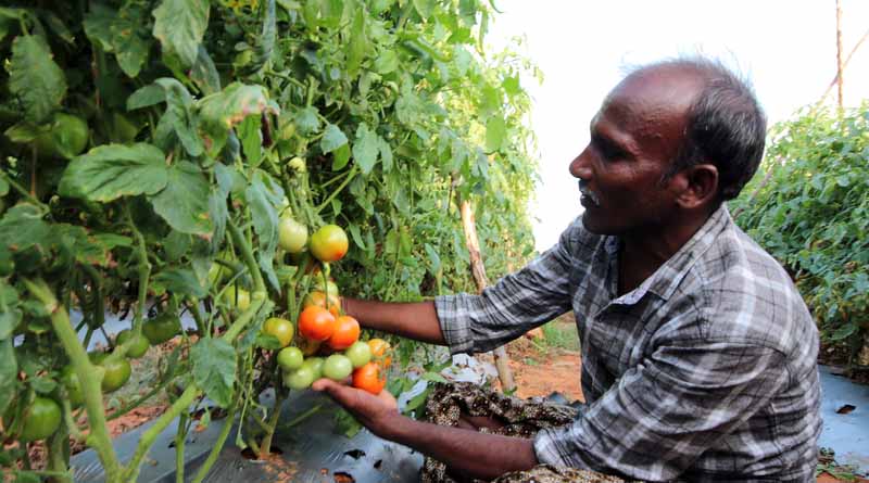 Drip irrigation system by Netafim helped farmers gain 40 percent more yield and higher profit
