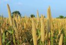 City dwellers develop appetite for nutrient-rich grains shunned by Zimbabwe smallholder farmers