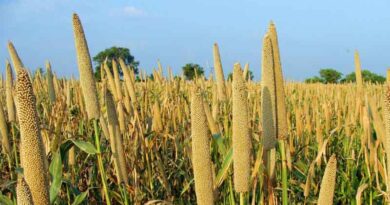 City dwellers develop appetite for nutrient-rich grains shunned by Zimbabwe smallholder farmers