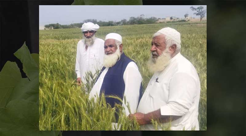 Delivering Zinc Wheat To Flood-Affected Areas Of Pakistan