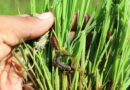 Pest Alert issued for fall armyworm pest infesting rice crop in the Philippines