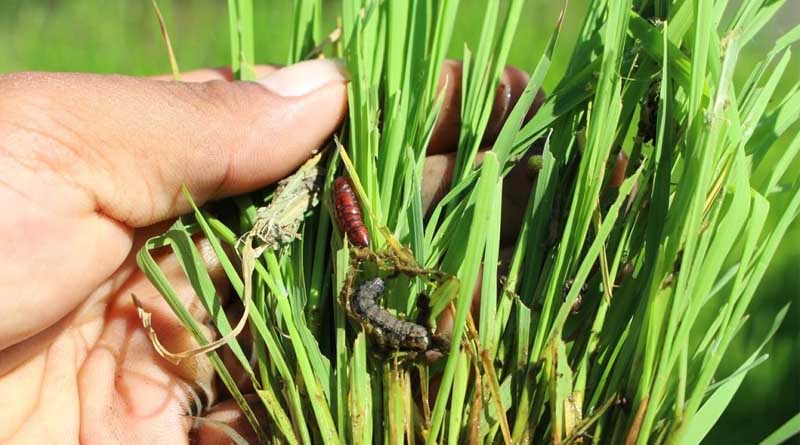 Pest Alert issued for fall armyworm pest infesting rice crop in the Philippines