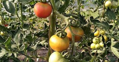 Efficient seed extraction in organic tomato cultivation