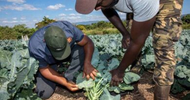 Why we need a skills framework for agriculture