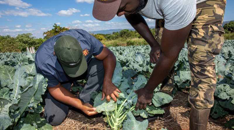 Why we need a skills framework for agriculture