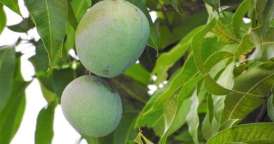 Outbreak of mango canker disease in mango crop, how to treat