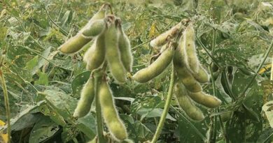 How to protect 15-20 days old soybean crop from leaf-eating insects