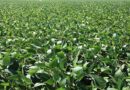 Infestation of stem fly pest seen in soybean crop, how to treat it