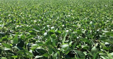 Infestation of stem fly pest seen in soybean crop, how to treat it