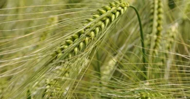 More measures taken to safeguard wheat harvest