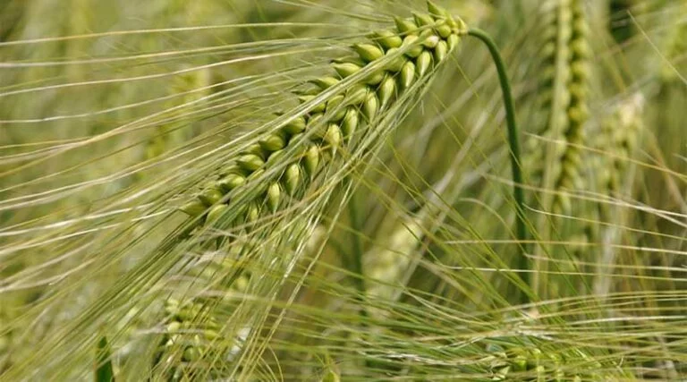 More measures taken to safeguard wheat harvest