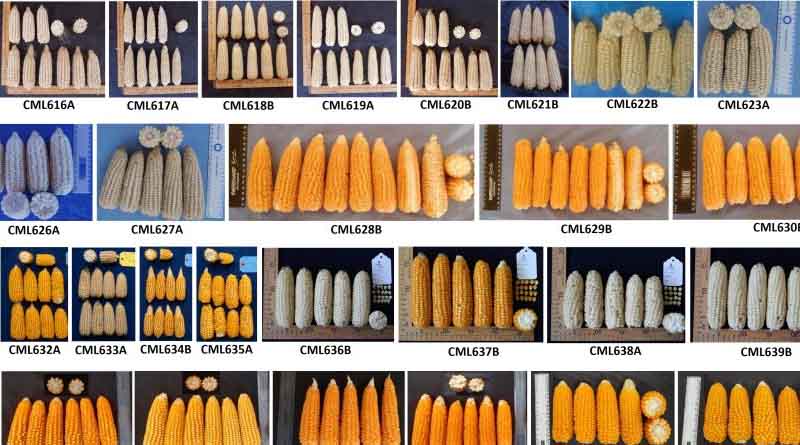 CIMMYT releases 32 new elite maize lines
