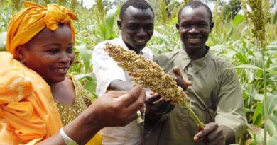 ICRISAT Recognized for Outstanding Contributions to Mali's Seed Industry