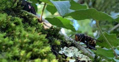 Countering the spread of the Asian hornet in Europe