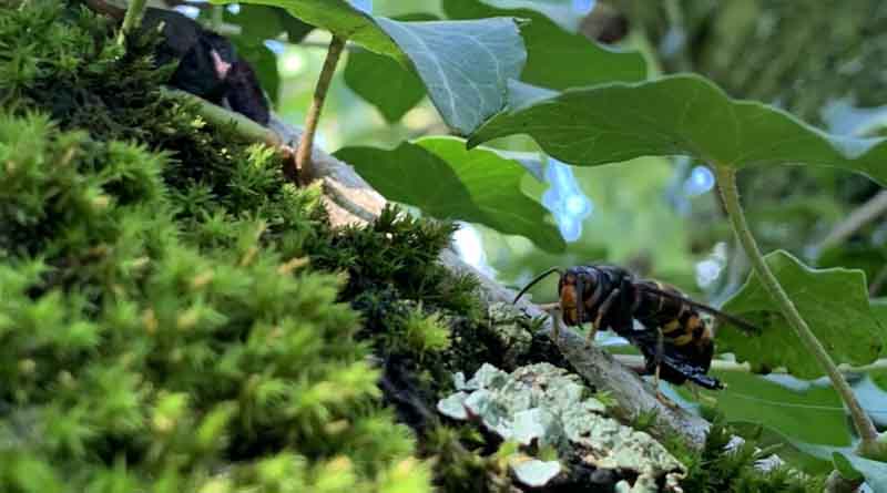 Countering the spread of the Asian hornet in Europe